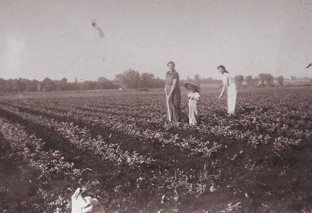 Costa Farm & Greenhouse